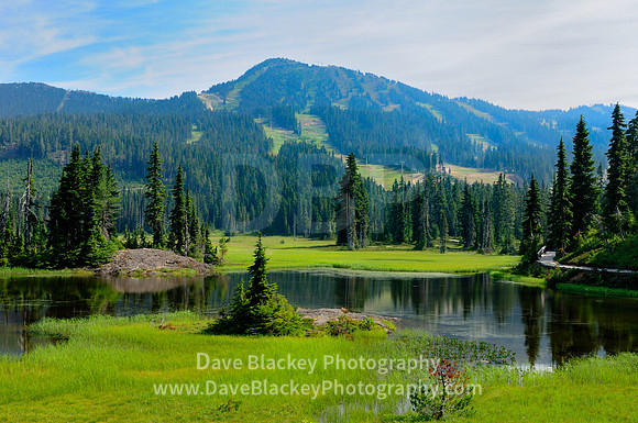 Paradise Meadows Strathcona Provincial Park, alpine meadow BC, Mt. Washington