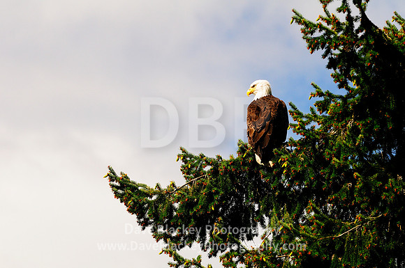 Bald Eagle, tree, Ladysmith,  Vancouver Island
