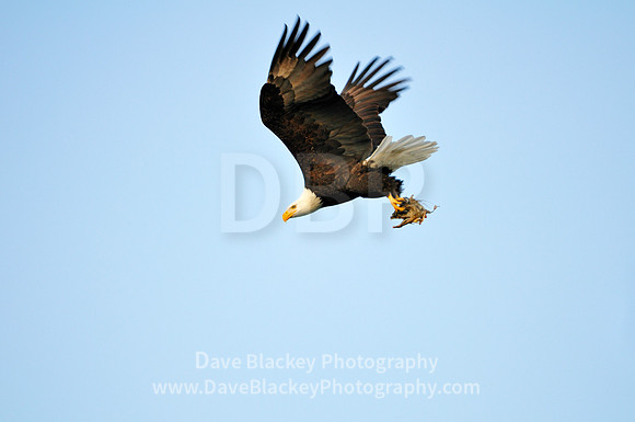 Cowichan Bay, Bald Eagle, fish, talons, flight flying soaring