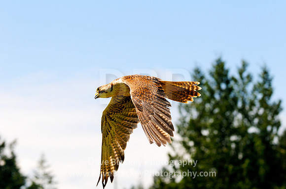 Falcon, Saker Falcon, flight, raptor