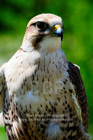 Falcon, Saker Falcon, raptor