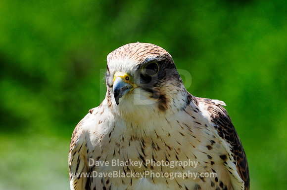 Falcon, Saker Falcon, raptor