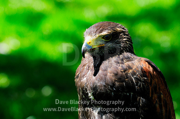 Hawk, Harris Hawk, raptor, portrait