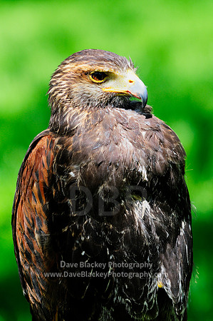 Hawk, Harris Hawk, raptor, portrait
