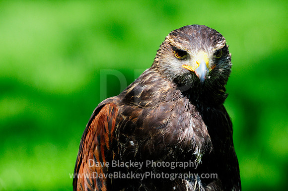 Hawk, Harris Hawk, raptor, portrait