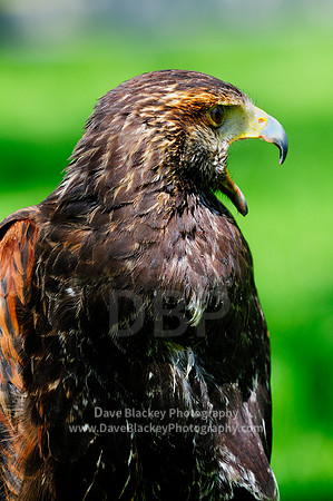 Hawk, Harris Hawk, raptor, portrait
