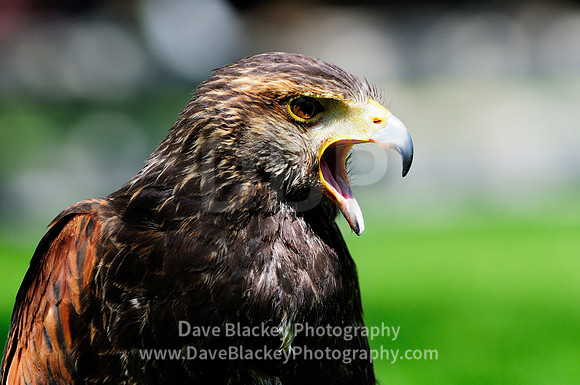 Hawk, Harris Hawk, raptor, portrait