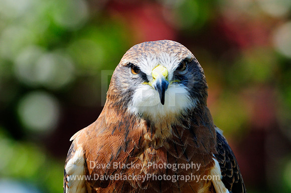 Hawk, Swainson's Hawk, raptor