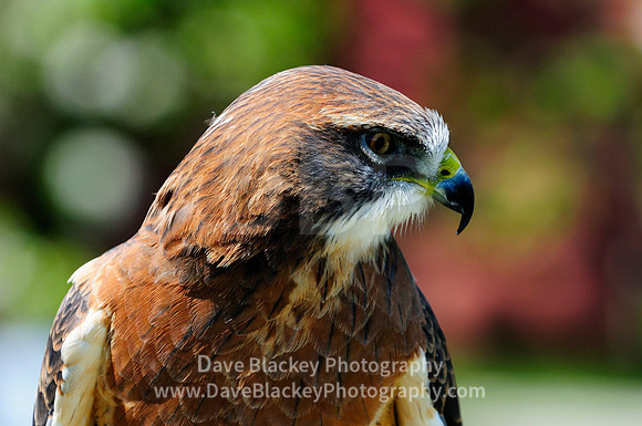 Hawk, Swainson's Hawk, raptor portrait