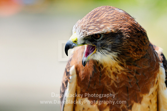 Hawk, Swainson's Hawk, raptor