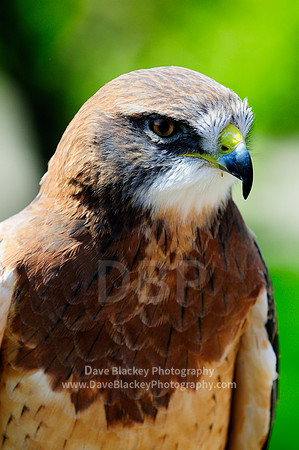 Hawk, Swainson's Hawk, raptor