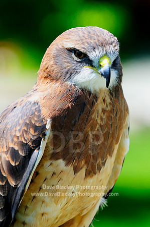 Hawk, Swainson's Hawk, raptor stare portrait