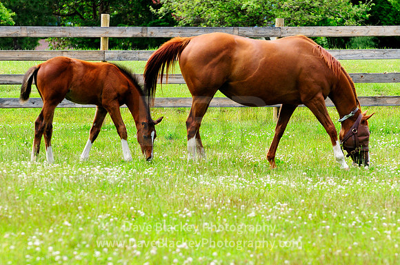 colt, mare, eating grass, field