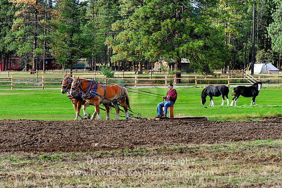 Belgian horses plow a field at Fort Steele, Fort Steele, Cranbrook, BC., Belgian horses, plow, team