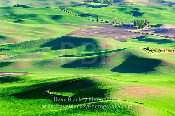 Palouse, Washington State, rolling farmland, farm