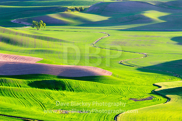 Palouse, Washington State, rolling farmland, farm