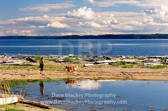 Whidbey Island, Useless Bay, Golden Retriever, beach, Washington State
