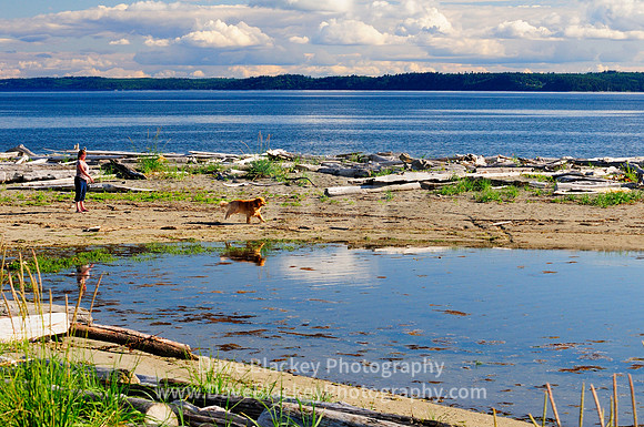 Whidbey Island, Useless Bay, Golden Retriever, beach, Washington State