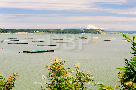 Coupeville, Whidbey Island, Washington State, Penn Cove Mussels, farming