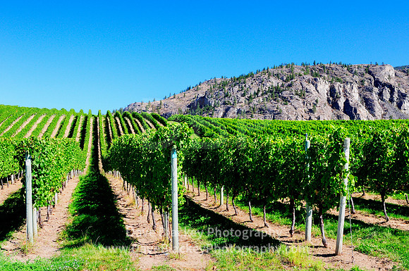 Rows of grapes on the vine at Bear Cub Vineyard, Bear Cub Vineyard Osoyoos, Rows of grapes, Osoyoos, BC