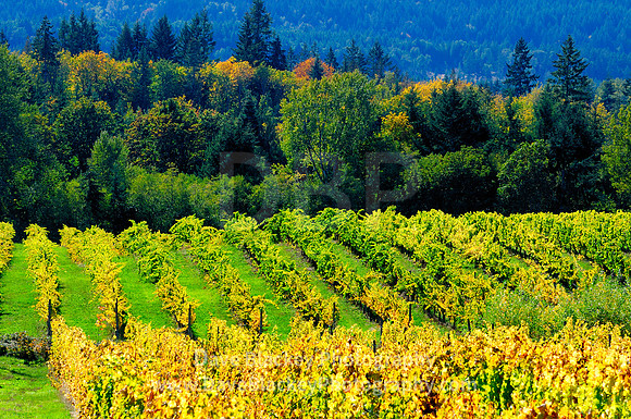 Zanatta Vineyard, Glenora BC, grapes, fall colours