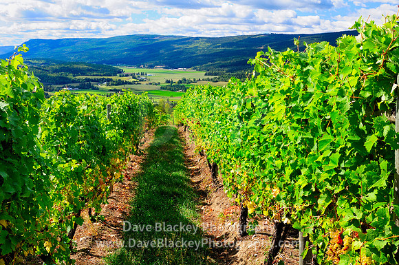 Vineyard at Larch Hills Winery and Deep Creek Valley near Enderby, Vineyard, Larch Hills Winery, Deep Creek Valley, Enderby