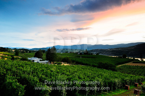Apple orchards in Lake Country near Wood Lake and Oyama, Interior of British Columbia, apple orchards, Lake Country, Wood Lake, Oyama, BC