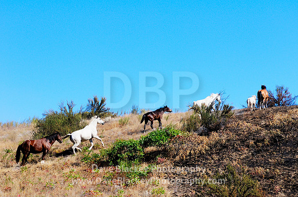 wild horses on the range around Osoyoos, Osoyoos, BC, wild horses, range, galloping