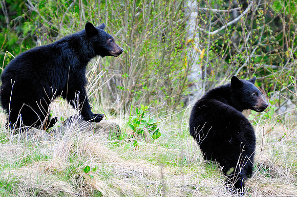 Port Hardy, bear, black bear cubs