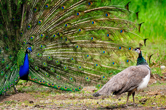 Peacock Peahen courtship
