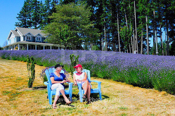 Cobble Hill, Damali Lavender Farm, lavender, recreation, lifestyle