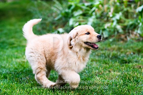 8 week old Golden Retriever puppy playing.