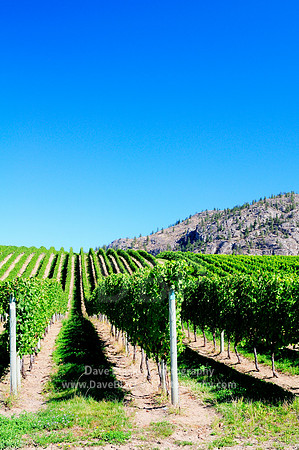 Rows of grapes on the vine at Bear Cub Vineyard Osoyoos, Bear Cub Vineyard, Osoyoos, BC, grapes, rows