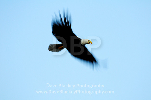 Bald Eagle, flight