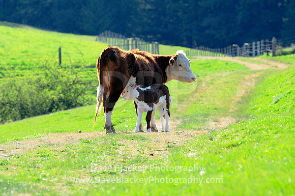 Glenora, cow, baby Hereford calf, mother, milk, feeding