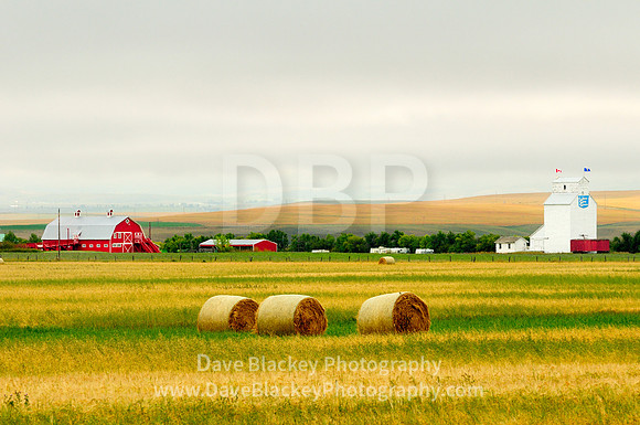Pincher Creek, Alberta, hay bales, United Grain Growers, farm