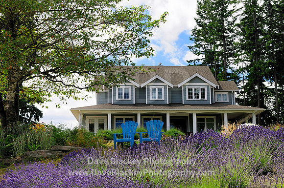 lavender field farm cobble hill chairs home, Damali Lavender Farm, Cobble Hill, BC, lavender
