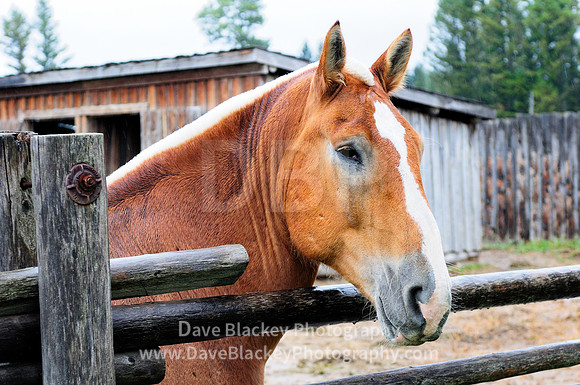 Fort Steele, Cranbrook, Belgian horse, portrait,