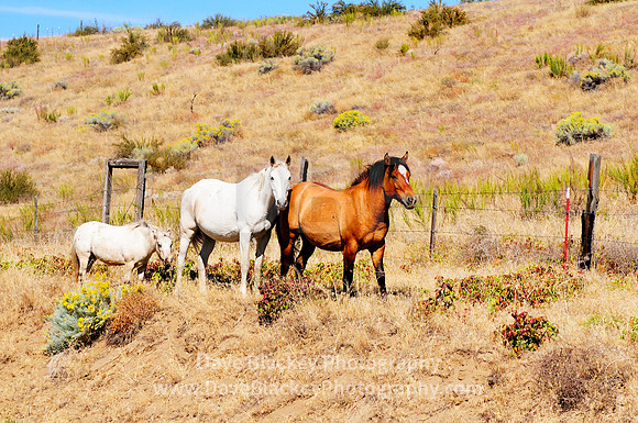 wild horses on the range around Osoyoos, Osoyoos, BC, wild horses, range
