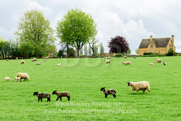 Sheep and lambs in field, Chipping Campden, Cotswolds England UK