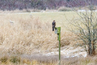harrier hawk, marsh hawk, snowing, bird house, Cow Bay
