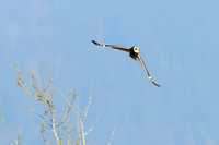 short-eared owl, in flight, Cowichan Bay