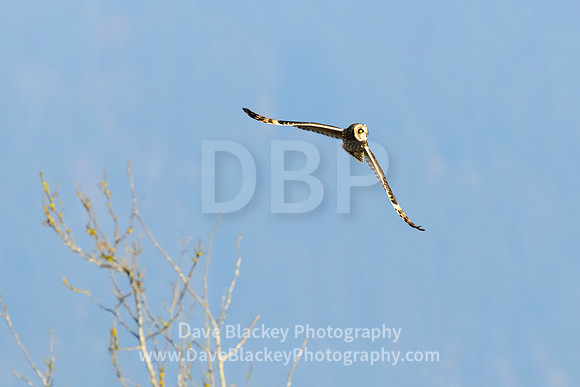 short-eared owl, in flight, Cowichan Bay