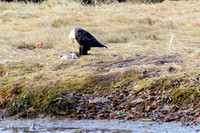 bald eagle eating salmon, carcass, Cow Bay