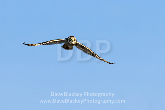 short-eared owl, flying, Cowichan River Estuary, Cowichan Bay
