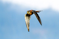 american kestrel hunting, flying, Cow Bay