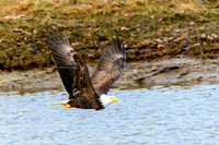 bald eagle in flight, hunting, Cowichan Bay