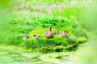 mallard duck with chicks, pond, estuary, Cow Bay