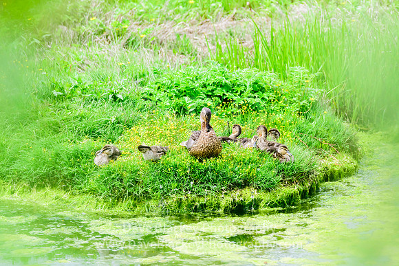 mallard duck with chicks, pond, estuary, Cow Bay