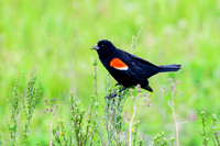 blackbird, red-winged, singing, Cowichan River Estuary